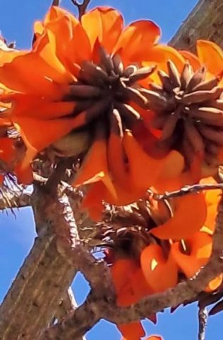 Erythrina afra inflorescences